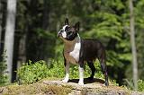 BOSTON TERRIER 248